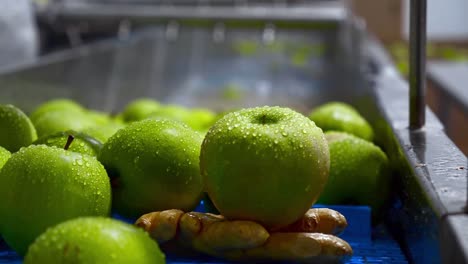 apples washing on conveyor belt, automation to squeeze apple juice.