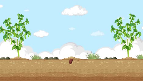 animation depicting growth stages of a plant.