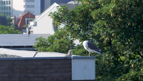 A-rare-insight-of-the-urbanized-nature-of-a-nest-of-seagulls-chicks-on-a-rooftop-of-a-building-in-the-city