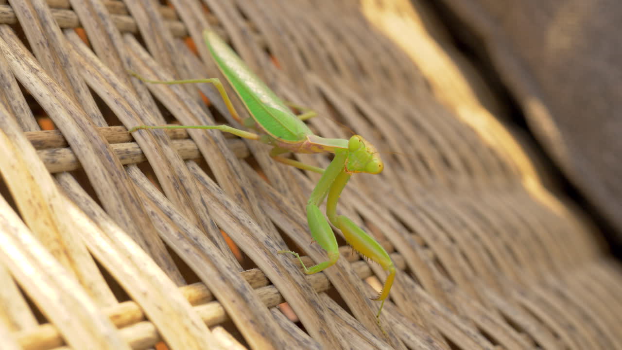 Praying mantis on wicker chair outdoor