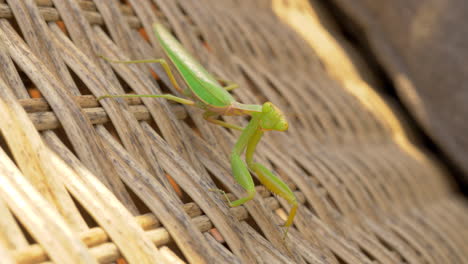 praying mantis on wicker chair outdoor