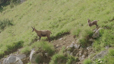 Chamois-mother-with-cub-walking-over-a-mountain-meadow