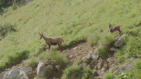 Gamuza-Madre-Con-Cachorro-Caminando-Sobre-Un-Prado-De-Montaña