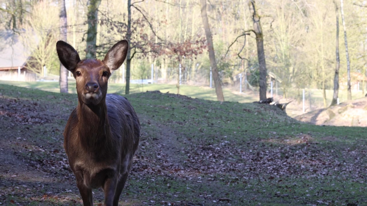 Giovane cerva, ritratto di animale, inquadratura introduttiva.