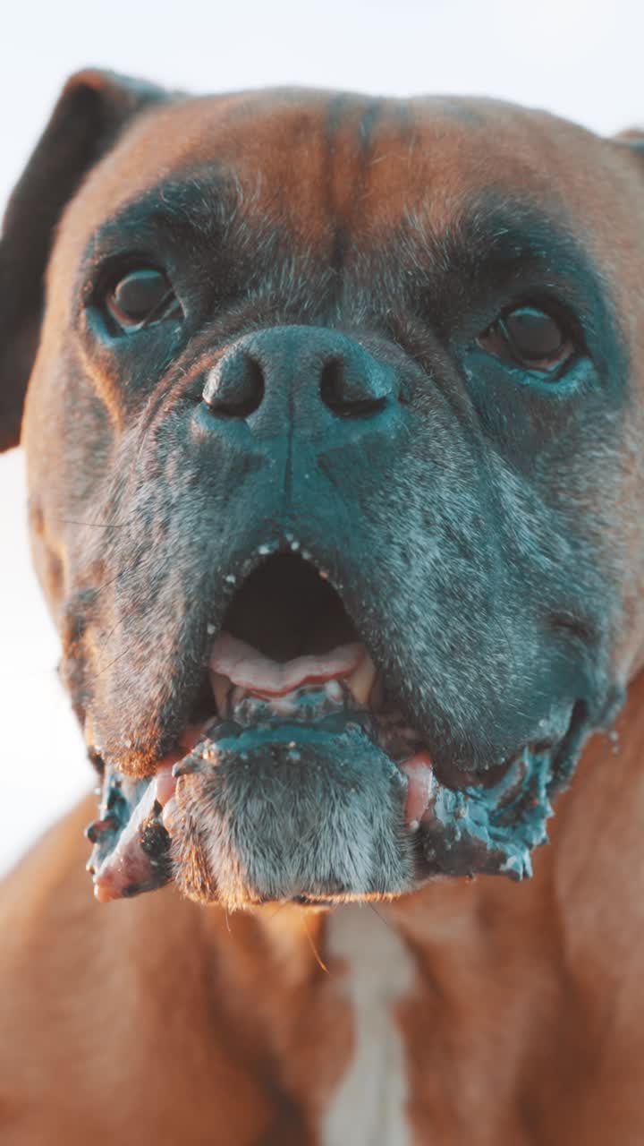 Boxer dog panting with open mouth, white background