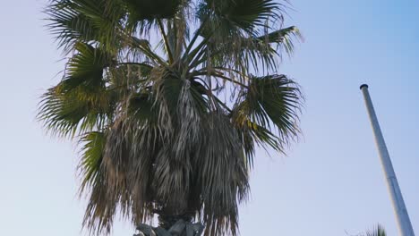 palm tree