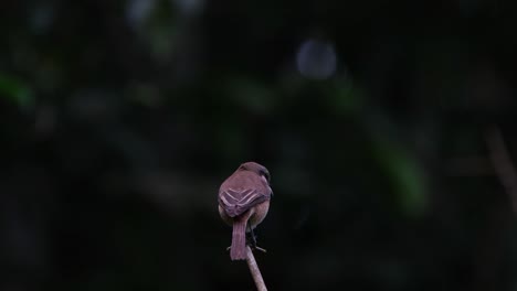 Seen-from-its-back-while-looking-down-for-some-prey-and-then-turns-to-the-left,-Brown-Shrike-Lanius-cristatus,-Philippines