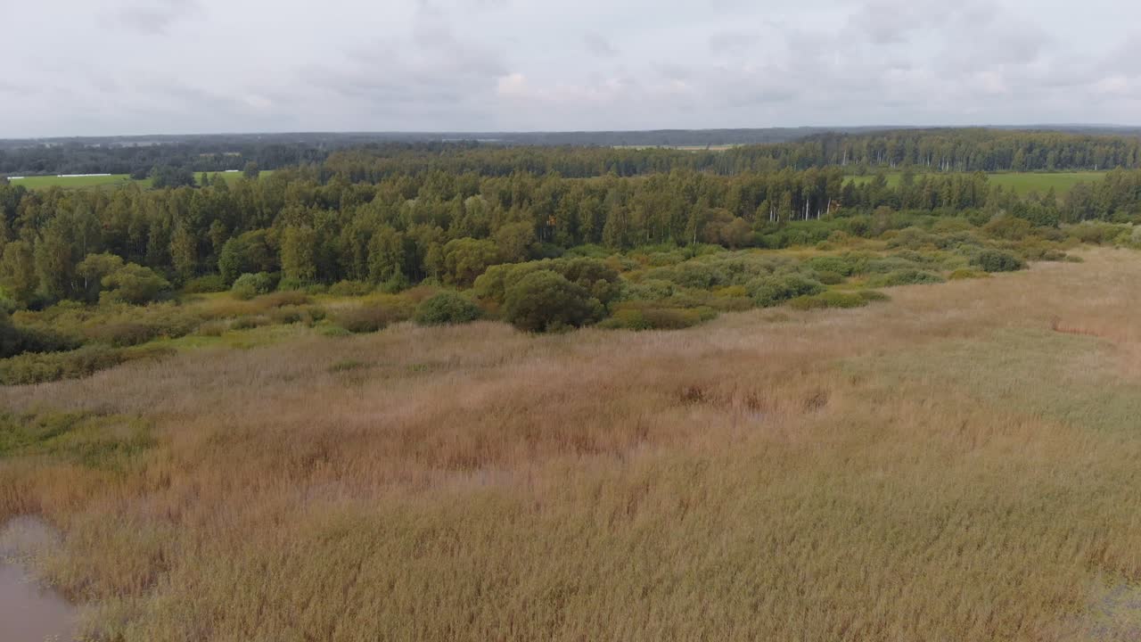 лесовосстановление vortsjarv эстония европа беспилотный летательный аппарат