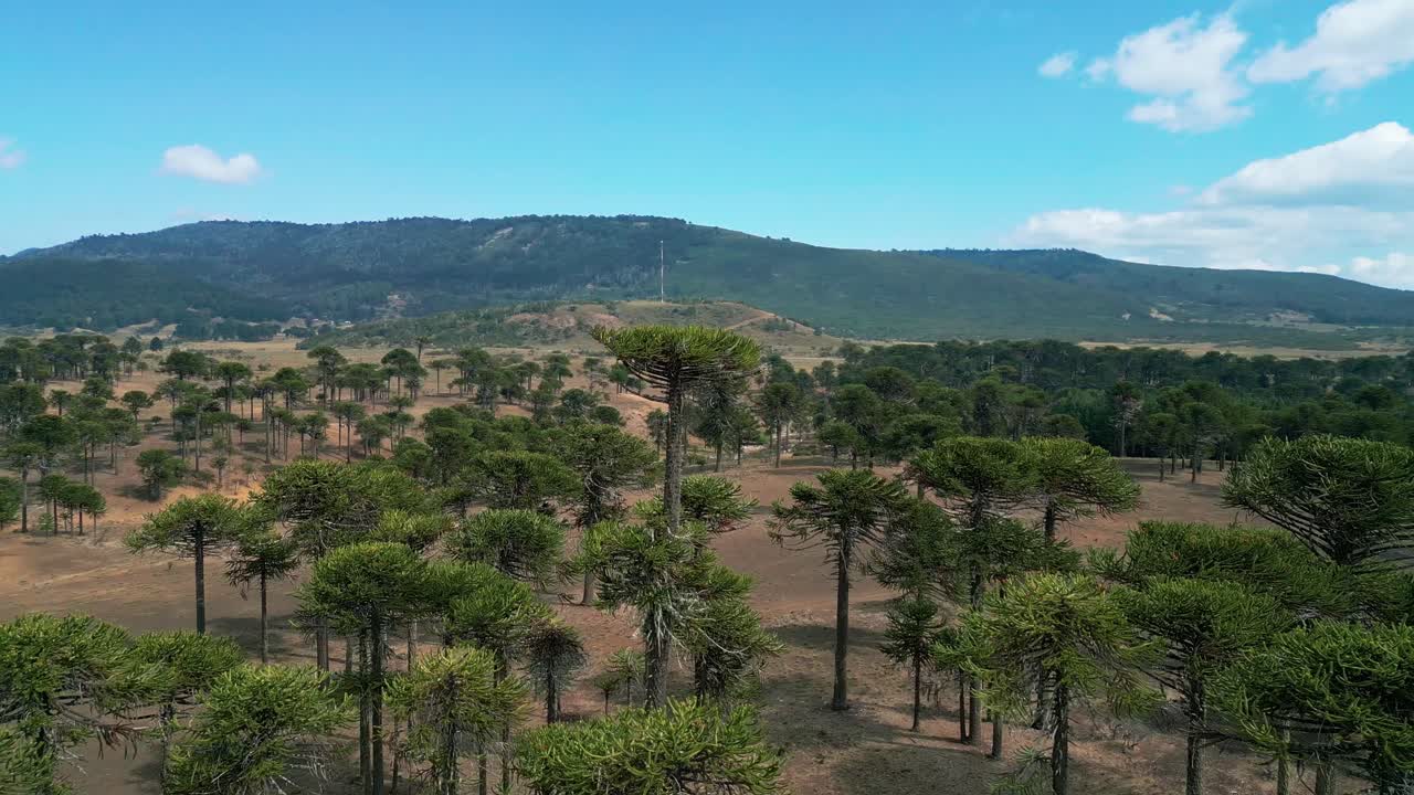 Tomada Orbital sobre Floresta Nativa de Araucárias em Encosta Árida com Montanhas ao Fundo. Lonquimay, Chile.