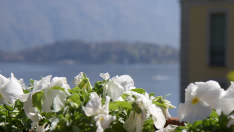blooming white pansies in flower pots at the shores of lake como, italy. selective focus shot