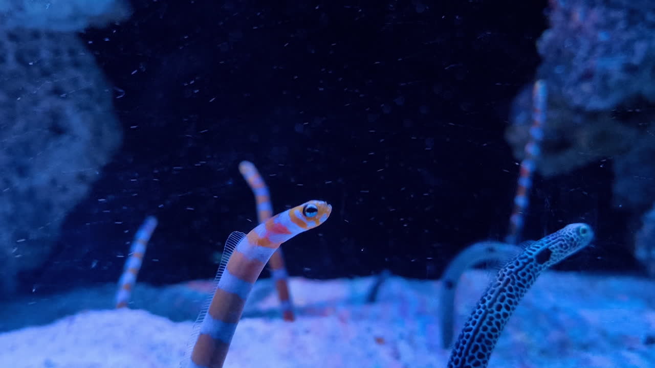 Close-up of a group of Spotted and Banded Garden Eels emerging from a sandy substrate in a deep blue underwater environment. A living underwater garden against the dark background in an aquarium
