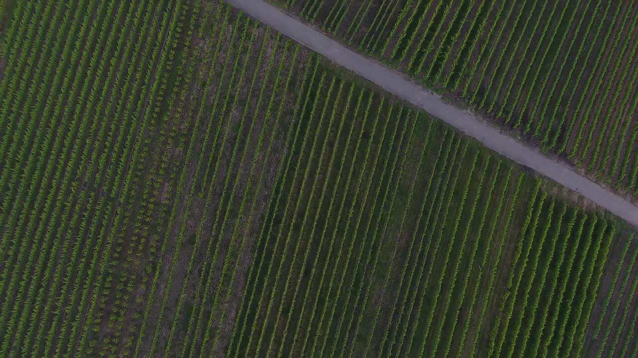 Forward bird eye drone aerial view of sunlit hop field growing green road