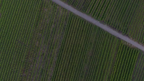 forward bird eye drone aerial view of sunlit hop field growing green road