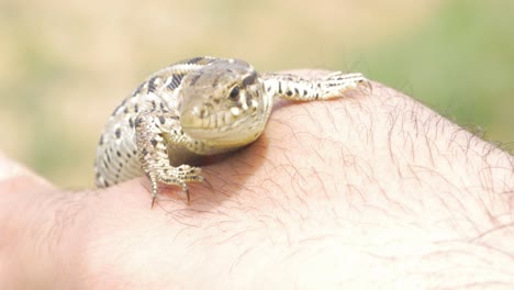 lagarto en la mano