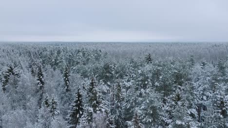 Imágenes-Aéreas-De-Establecimiento-De-árboles-Cubiertos-De-Nieve,-Bosque-De-Pinos-Nórdicos,-Día-De-Invierno-Nublado-Y-Tranquilo,-Tiro-Amplio-De-Drones-Avanzando