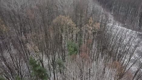 snowy green forest trees drone dolly 2