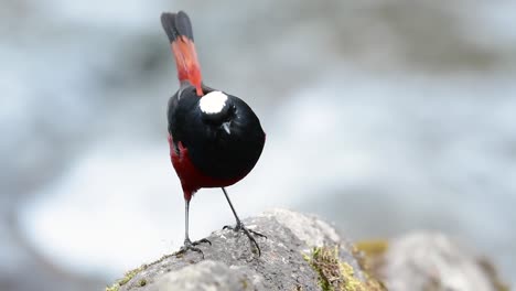 The-White-capped-Redstart-is-known-for-its-white-lovely-crown,-dark-blue-blackish-wings-and-brown-under-feathers-and-its-tail-starts-with-red