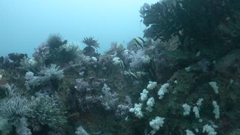 Two-Pennant-Coralfish-Graze-Peck-Algae-on-Rocky-Coral-Reef-in-Thailand