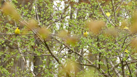 un grupo de pájaros descansa sobre ramas de árboles marrones y vuela