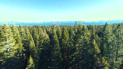 A closeup aerial shot of Jeffrey Pine tree - starting from above to going down in lake tahoe, NV, USA