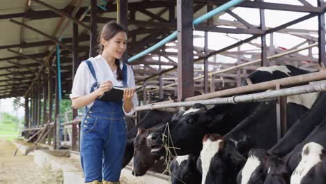 agricultora observando las vacas en una granja lechera