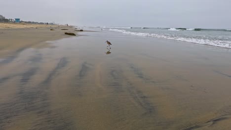 overcast day birds on the beach