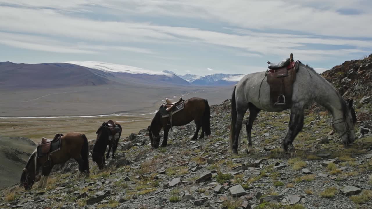 rebaño de caballos de cazadores de águila de kazajistán pastando en las montañas de altai, mongolia