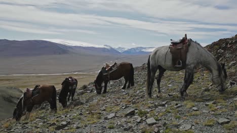 herd of horses of kazakh eagle hunters grazing in altai mountains, mongolia