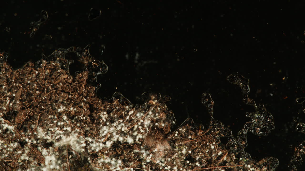 Mold Growth in Soil