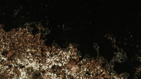 mold growth in soil