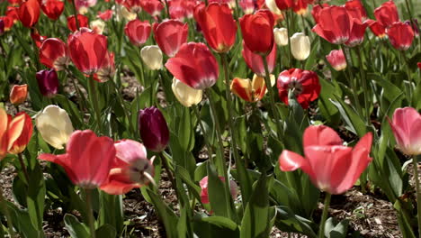 tulipanes en el parque en primavera