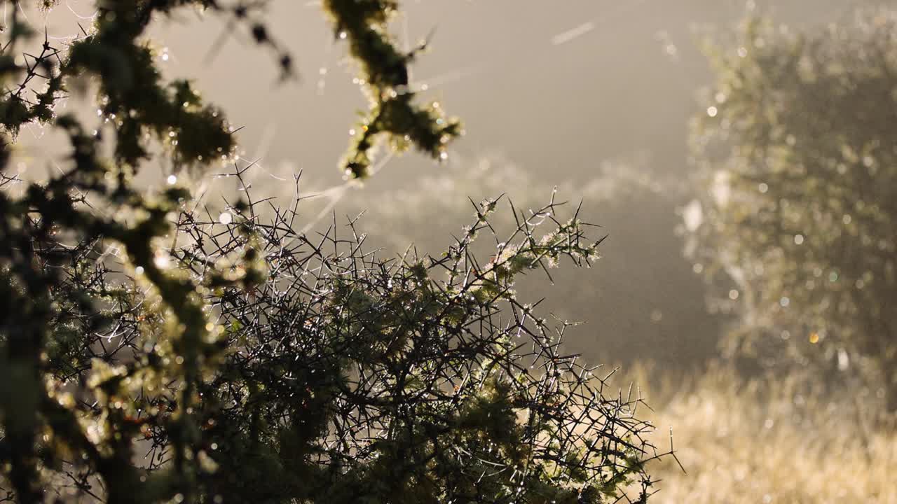Close-up of matagouri branches in a sunlit field, insects drifting through warm backlight, static camera, soft focus background, tranquil natural atmosphere