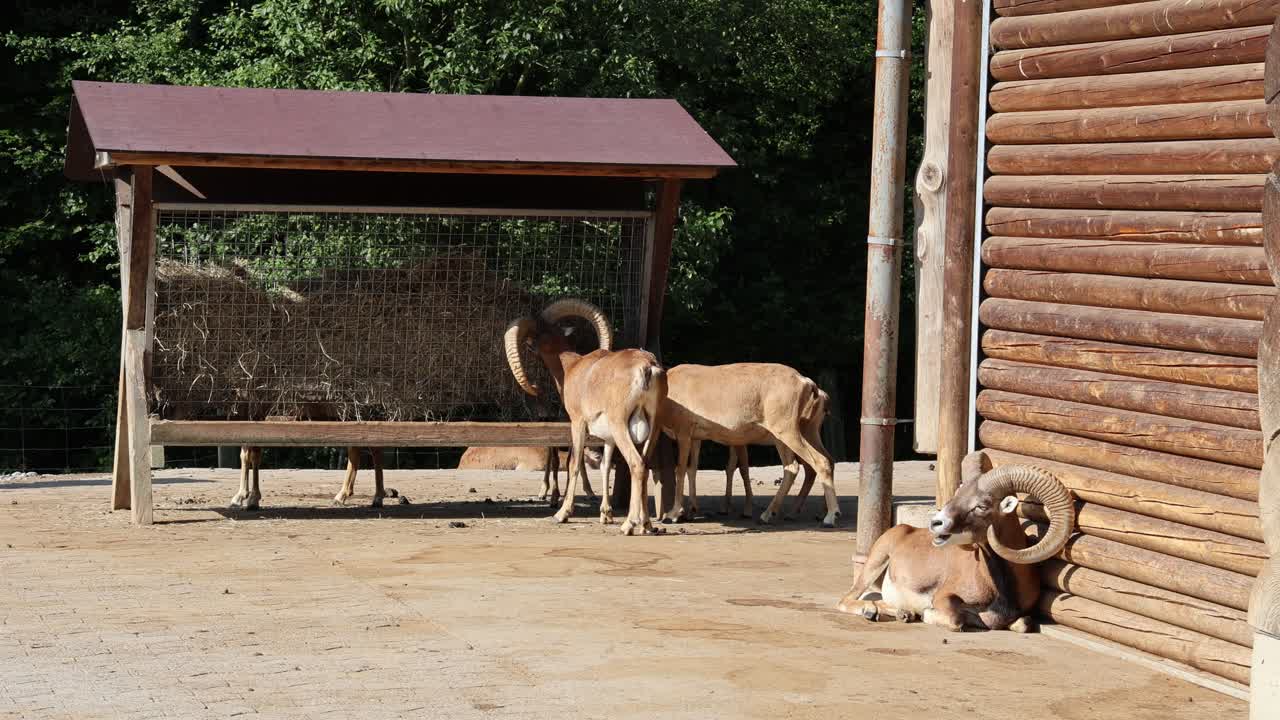 Herd of European mouflon resting and eating