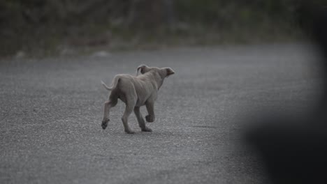 Poor-Gray-Puppy-Found-Wandering-On-The-Road