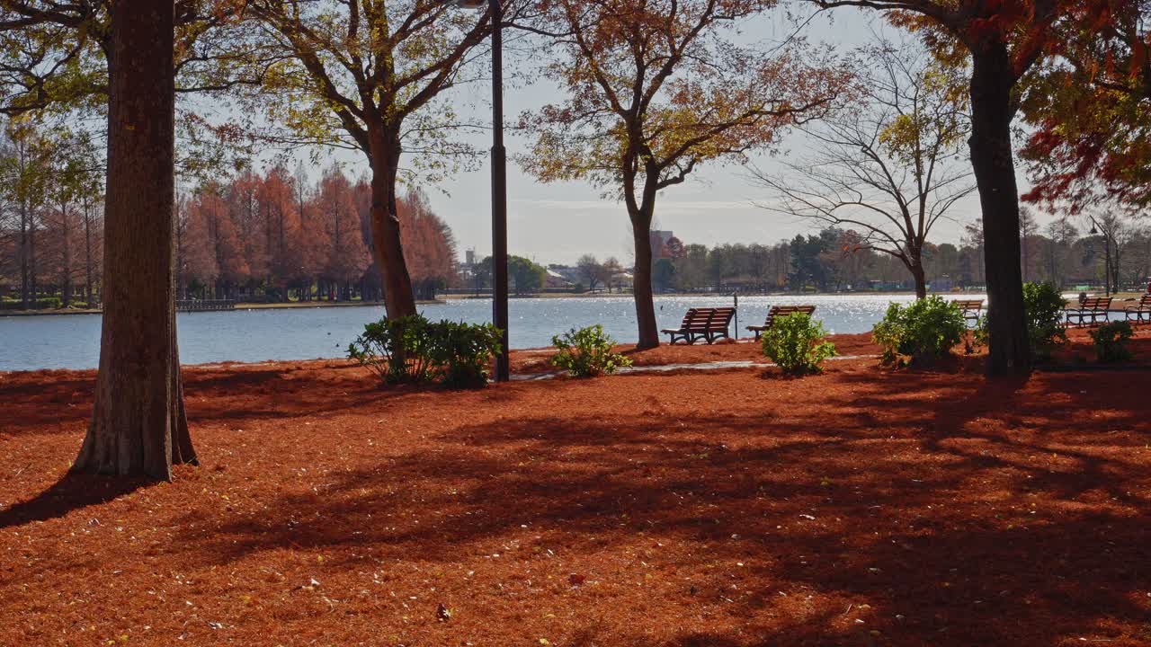 A serene afternoon view of Mizumoto Park, showing orange-tinted Metasequoia trees across the water with a leaf-covered foreground and park benches