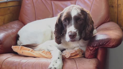 a sad cocker spaniel jumps off of a leather chair in his home