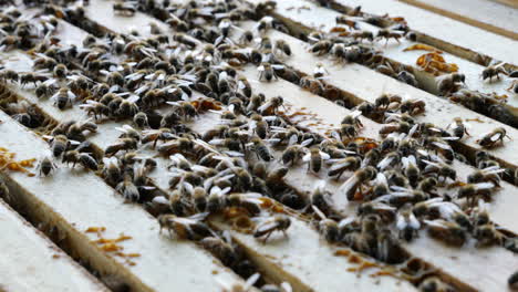 Abejas-Melíferas-Activas-En-La-Parte-Superior-De-Una-Colmena-De-Abejas