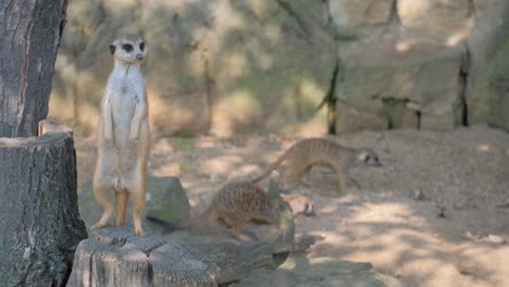 African meerkat in the sands of the african savann 4k 2025 08 05 00 04 36 utc.mov | adorable, africa, african, alert