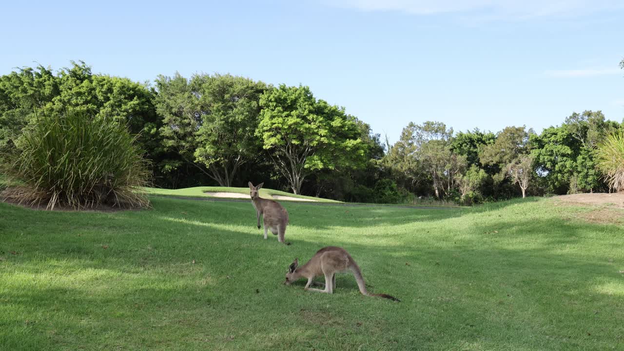 canguros moviéndose y alimentándose en un entorno de parque sereno