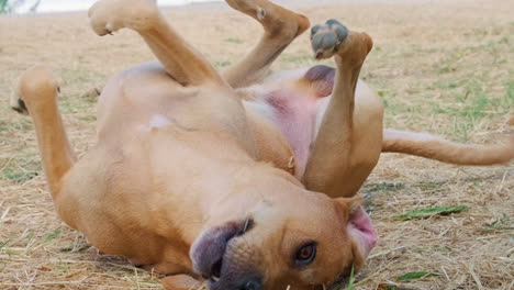 Entzückender-Hellbrauner-Haushund,-Der-An-Einem-Sonnigen-Tag-Auf-Dem-Rasen-Herumrollt-Und-Draußen-Spielt