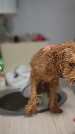 drying a wet poodle in the kitchen