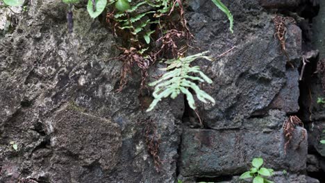 Alte-Mauerwerksstruktur-Mit-Vegetation,-Die-In-Rissen-Wächst