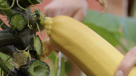 ripe yellow courgette, zucchini, cut down from plant in garden