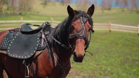 caballo castaño con silla mastica la brida pastando en la granja