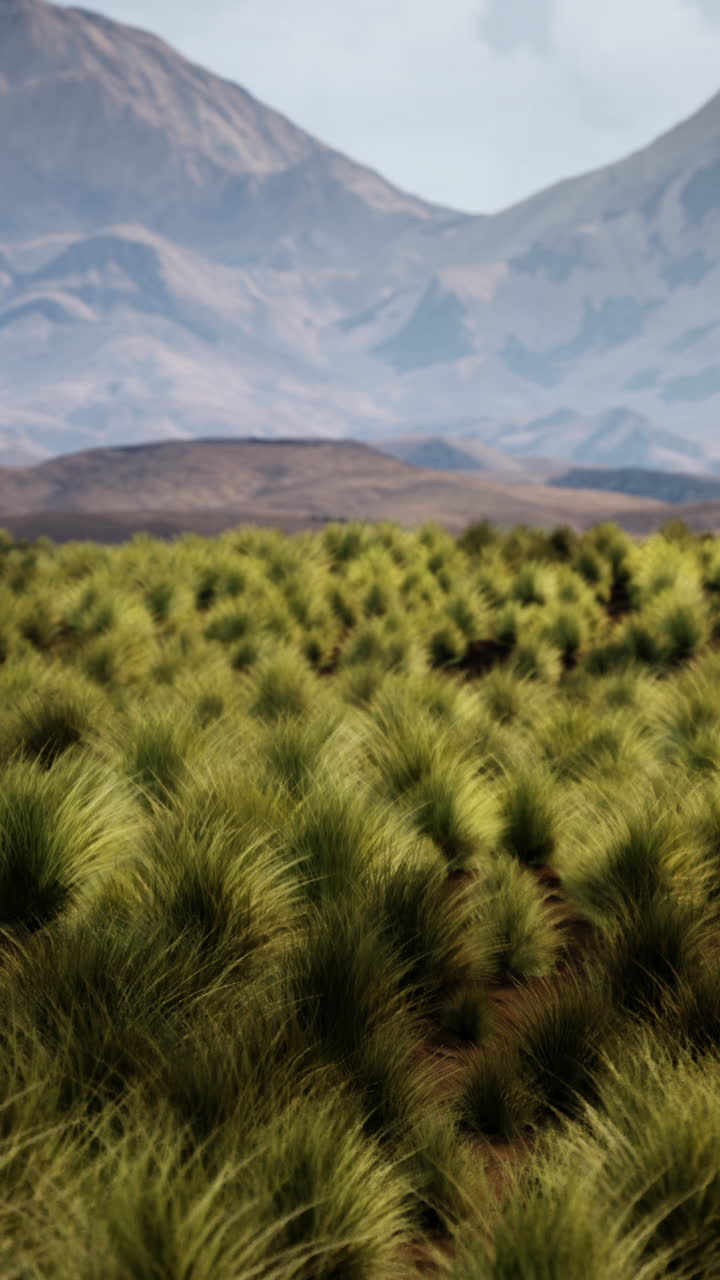 un amplio campo de hierba soplando en el viento, con montañas en la distancia