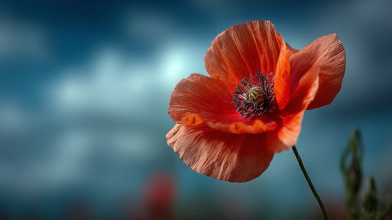 A Stunning Close-Up of a Vibrant Red Poppy Flower Captured Against a Soft, Blurred Background of Clouds, Showcasing Its Intricate Petals and Stunning Beauty