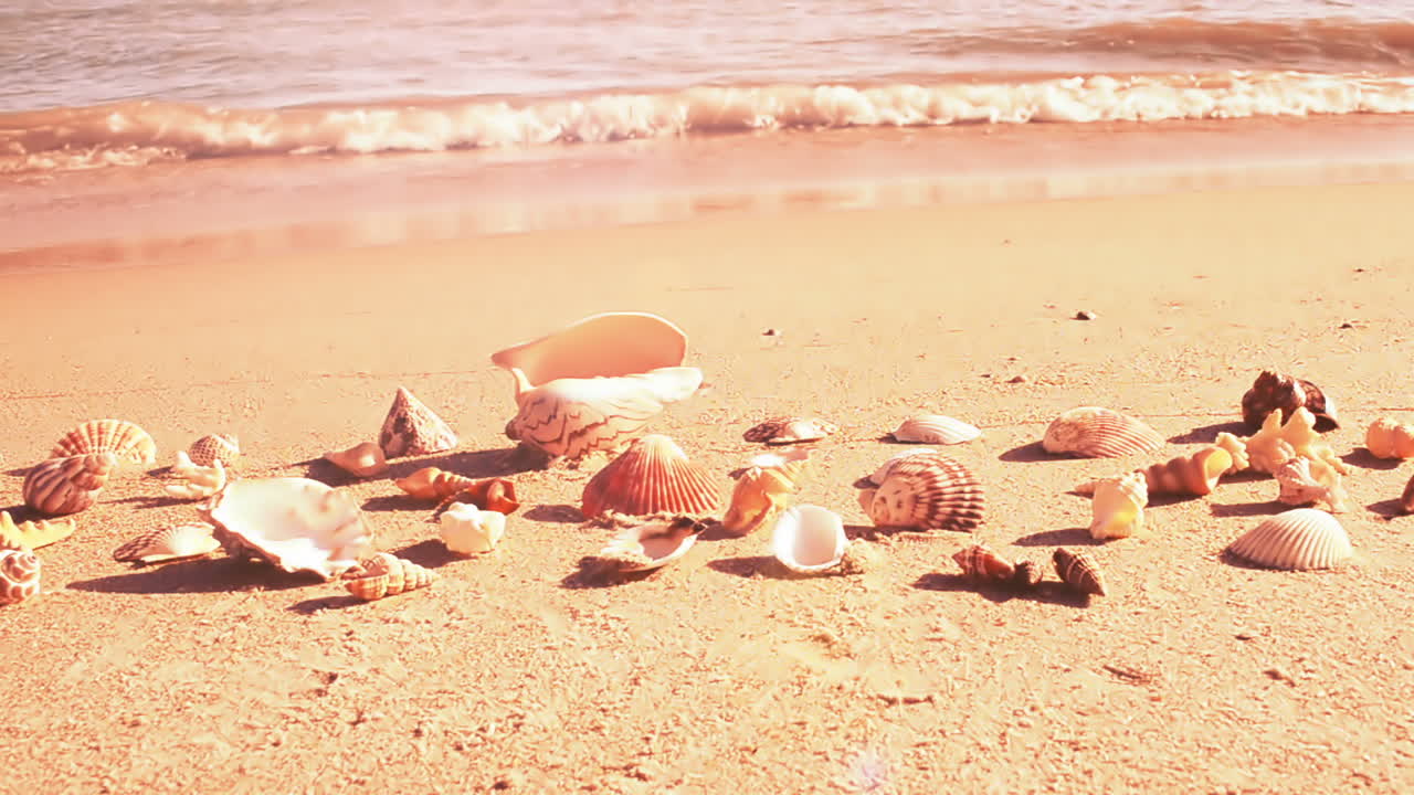 Shells on the beach. Shooting on the beach