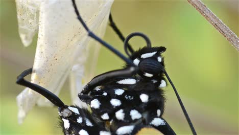 mariposa monarca danaus plexippus acicalándose su probóscide a los pocos minutos de emerger en oak view california