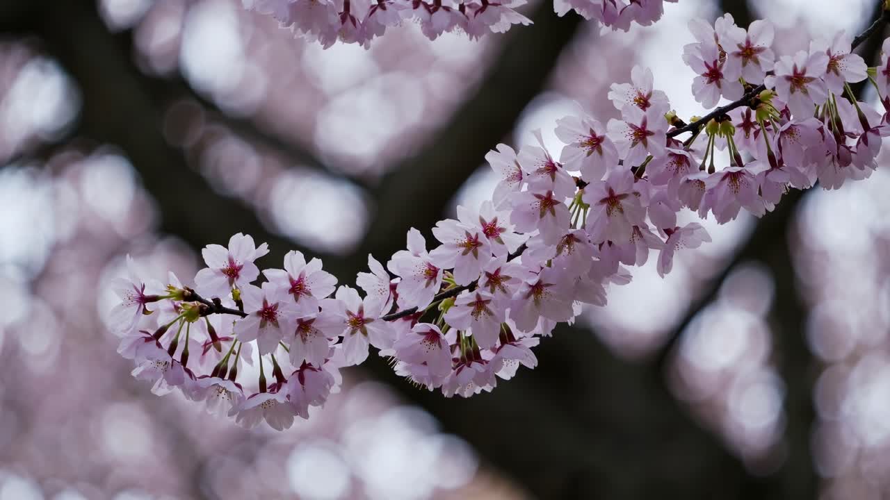 Video ravvicinato di fiori di ciliegio sui rami, catturato da un angolo basso.