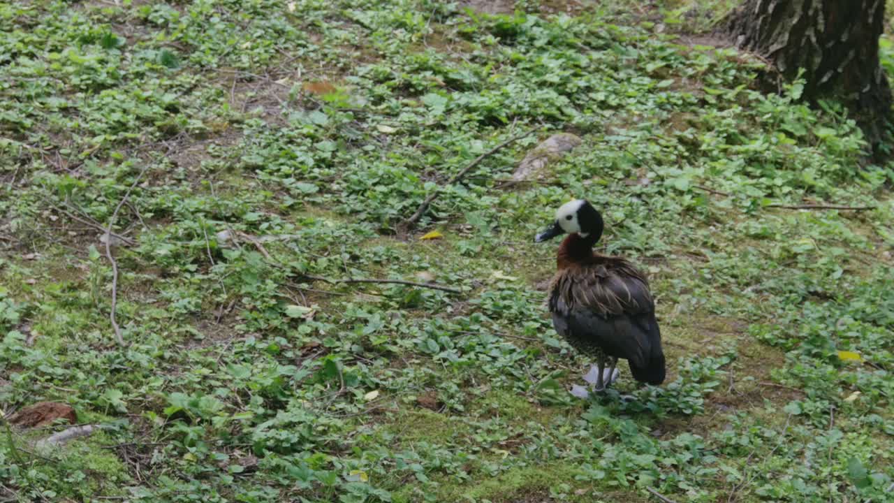 pato silbador de cara blanca sobre una hierba